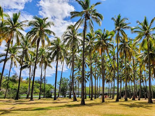 La Cocoteraie - Photo 3